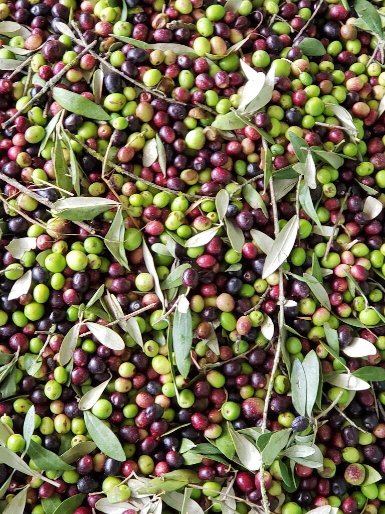 Frantoio La Marina 1