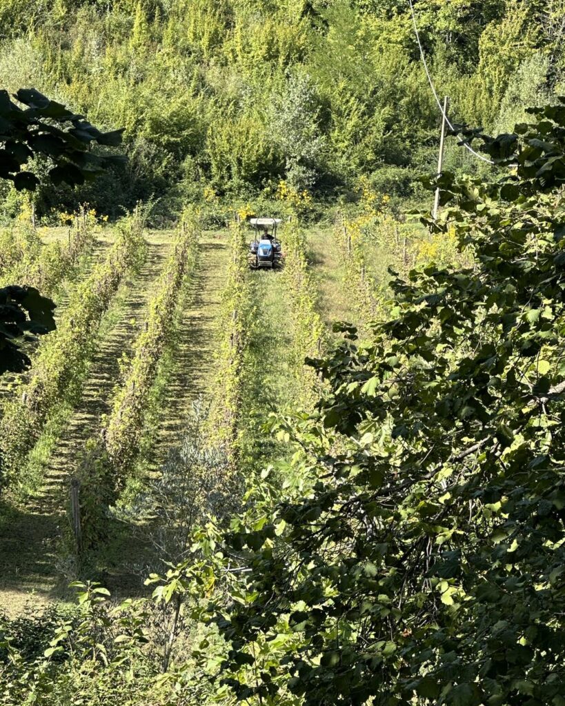 iciacca_1695807877_3200990940708755154_5735062130