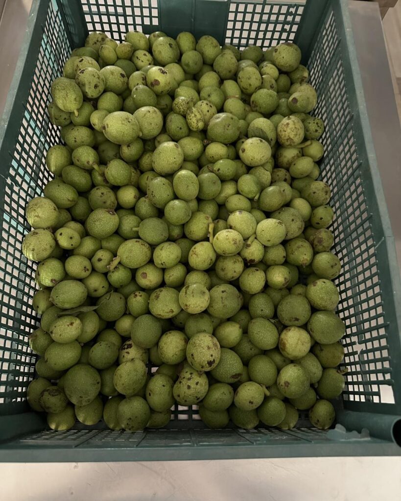 iciacca_1719401480_3398908420436273923_5735062130