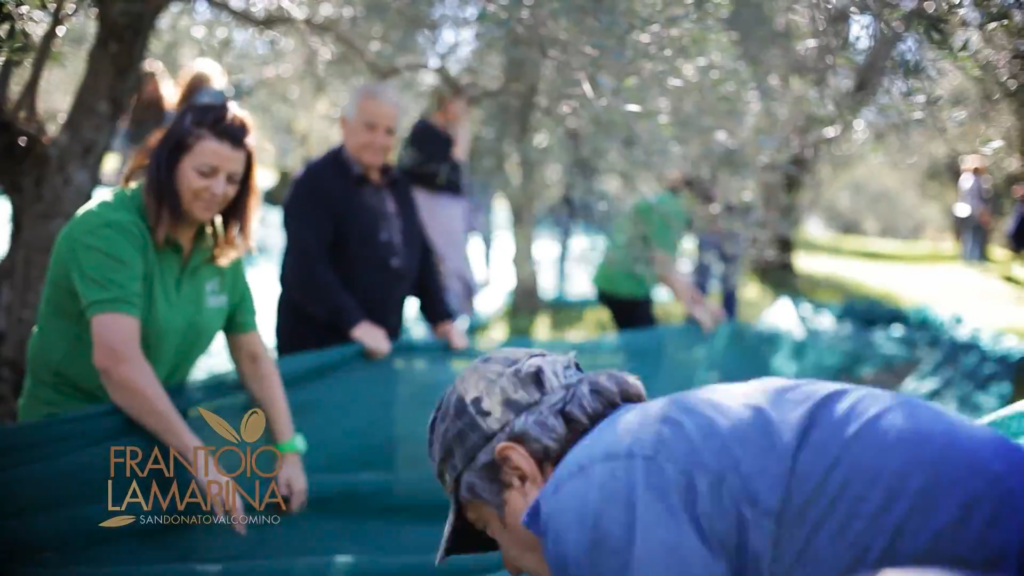 L'expérience de l'huile à l'olive 14