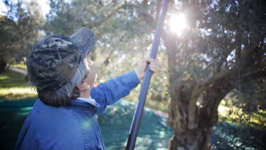 L'expérience de l'huile à l'olive 17