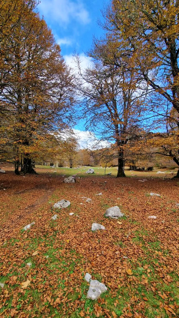 Folhagem Forca d'Acero 001