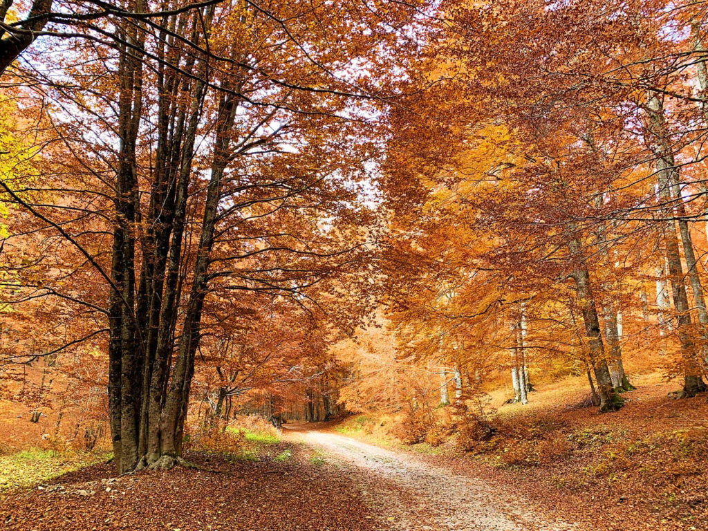 Folhagem Forca d'Acero 002