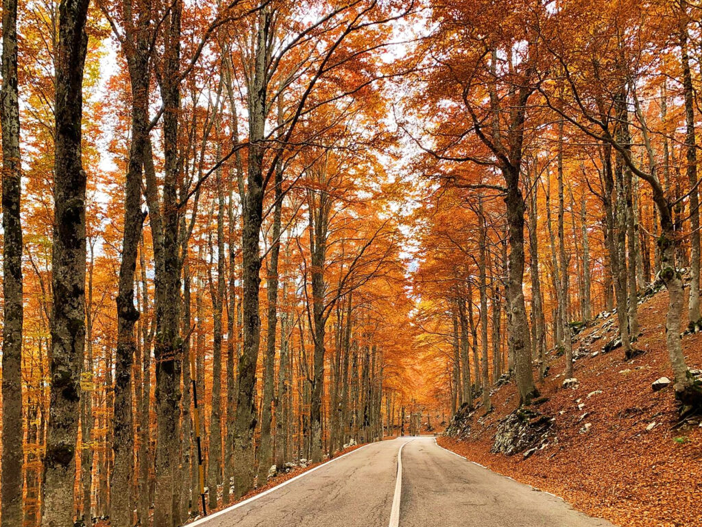 Folhagem Forca d'Acero 003