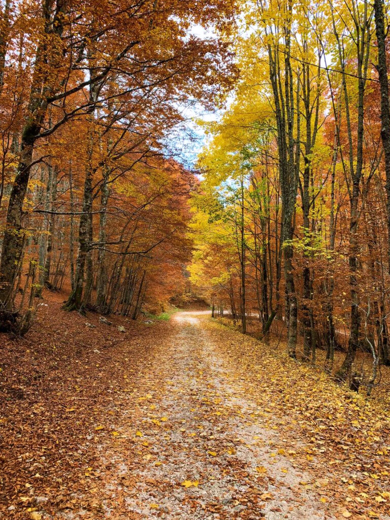 Folhagem Forca d'Acero 004