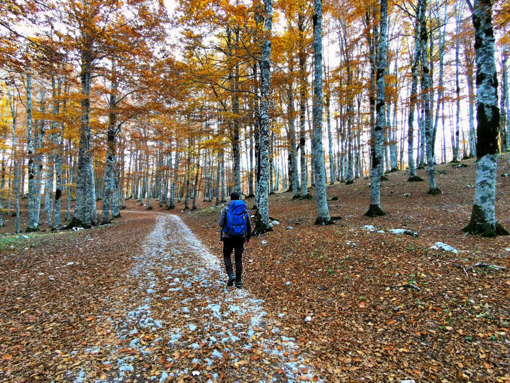 Folhagem Forca d'Acero 005