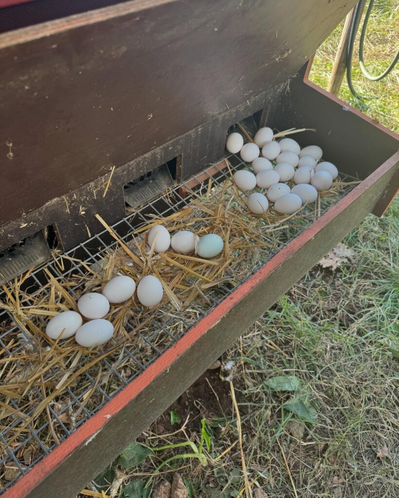 464872947_18090519712496596_7258697968005947093_n