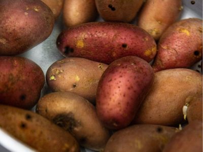 ristorante_baccano_1691914504_3168330948264939827_13538867582